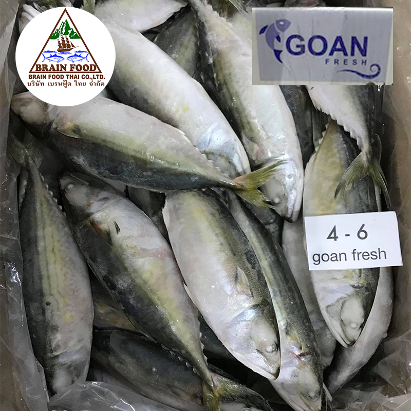 Goan fresh-ปลาทูสดแช่แข็ง ไซด์ 4/6